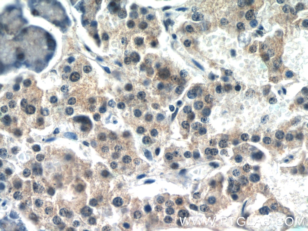 Immunohistochemistry (IHC) staining of human pancreas tissue using ALKBH1 Polyclonal antibody (13234-1-AP)