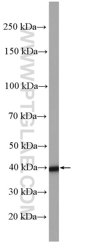 Western Blot (WB) analysis of A549 cells using ALKBH1 Polyclonal antibody (27973-1-AP)