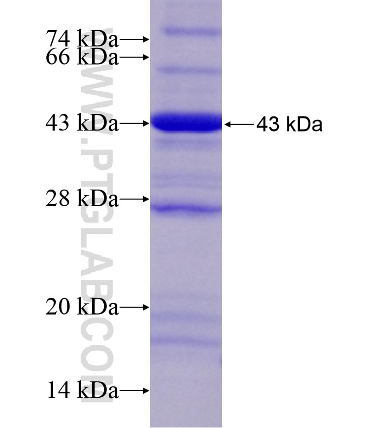 ALKBH1 fusion protein Ag17548 SDS-PAGE