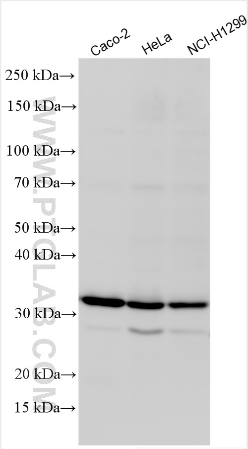 Western Blot (WB) analysis of various lysates using ALKBH2 Polyclonal antibody (17809-1-AP)