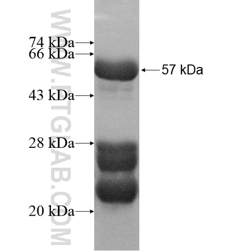 ALKBH2 fusion protein Ag12108 SDS-PAGE