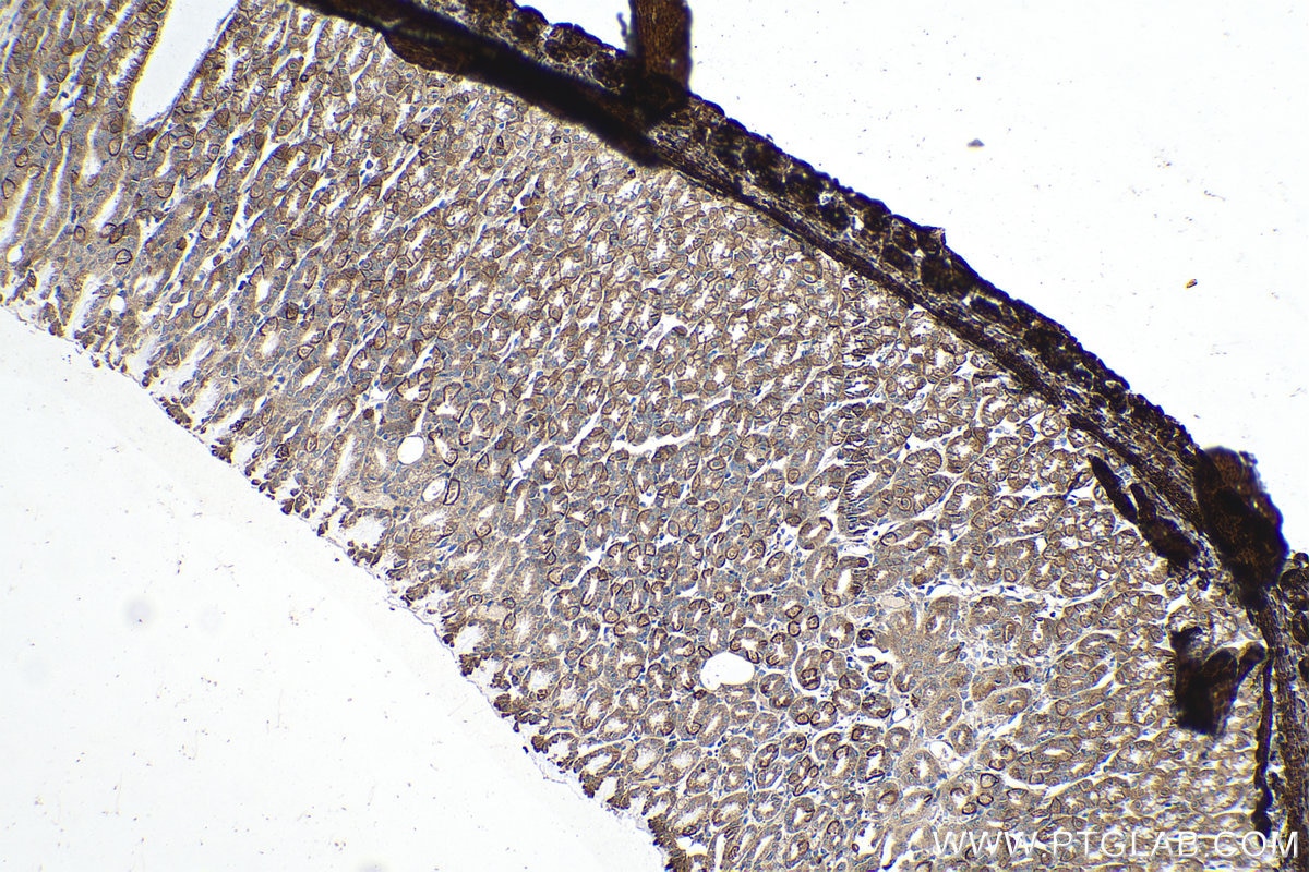 Immunohistochemistry (IHC) staining of rat stomach tissue using ALKBH3 Polyclonal antibody (12292-1-AP)