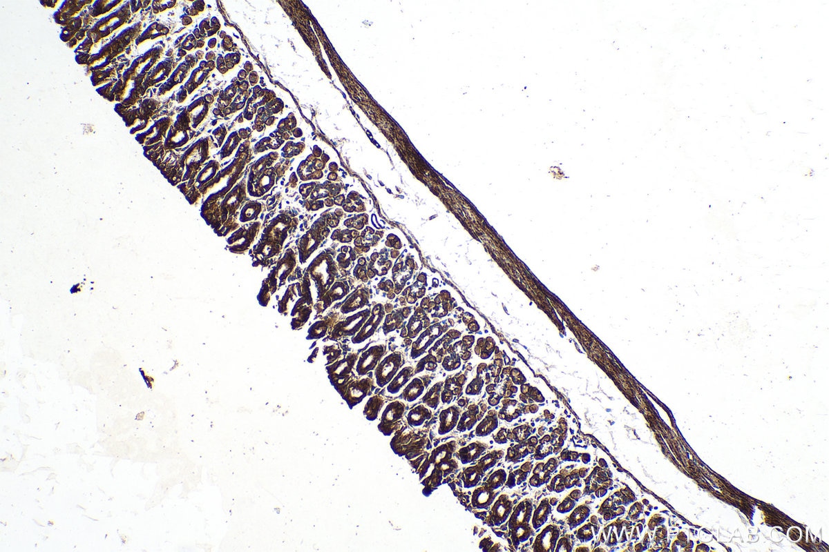 Immunohistochemistry (IHC) staining of mouse stomach tissue using ALKBH3 Polyclonal antibody (12292-1-AP)