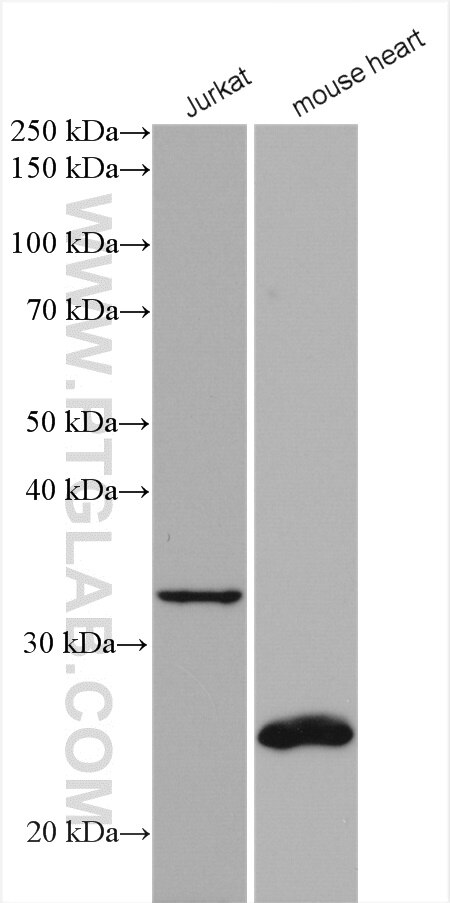 Western Blot (WB) analysis of various lysates using ALKBH3 Polyclonal antibody (12292-1-AP)