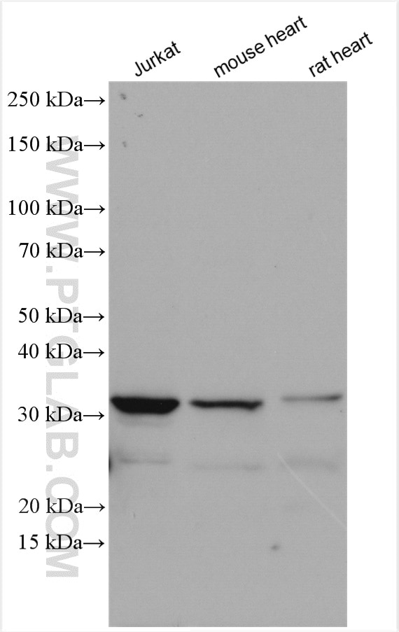 Western Blot (WB) analysis of various lysates using ALKBH3 Polyclonal antibody (12292-1-AP)