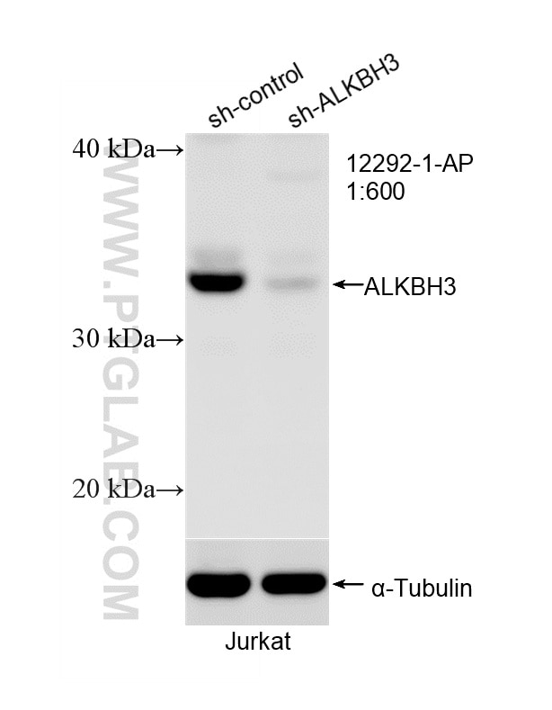 Western Blot (WB) analysis of Jurkat cells using ALKBH3 Polyclonal antibody (12292-1-AP)