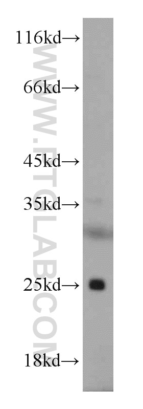 Western Blot (WB) analysis of mouse kidney tissue using ALKBH3 Polyclonal antibody (12292-1-AP)