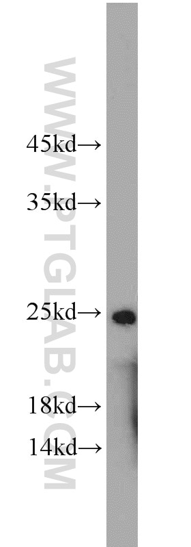 Western Blot (WB) analysis of mouse heart tissue using ALKBH3 Polyclonal antibody (12292-1-AP)
