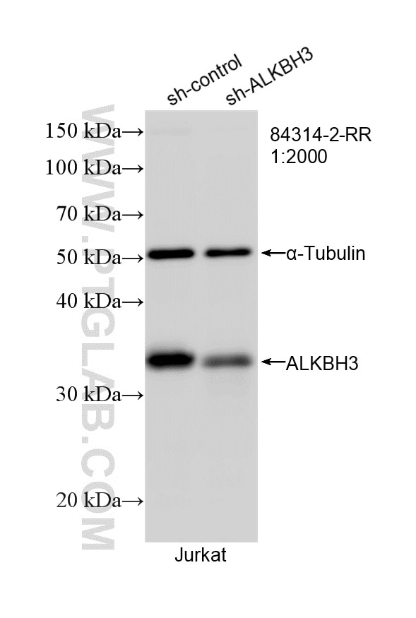 Western Blot (WB) analysis of Jurkat cells using ALKBH3 Recombinant monoclonal antibody (84314-2-RR)