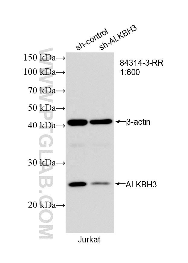 Western Blot (WB) analysis of Jurkat cells using ALKBH3 Recombinant monoclonal antibody (84314-3-RR)