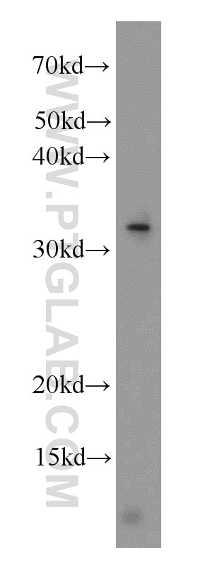 Western Blot (WB) analysis of mouse ovary tissue using ALKBH4 Polyclonal antibody (19882-1-AP)