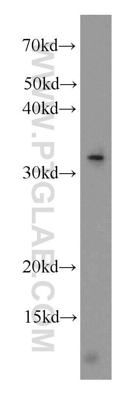 Western Blot (WB) analysis of mouse ovary tissue using ALKBH4 Polyclonal antibody (19882-1-AP)