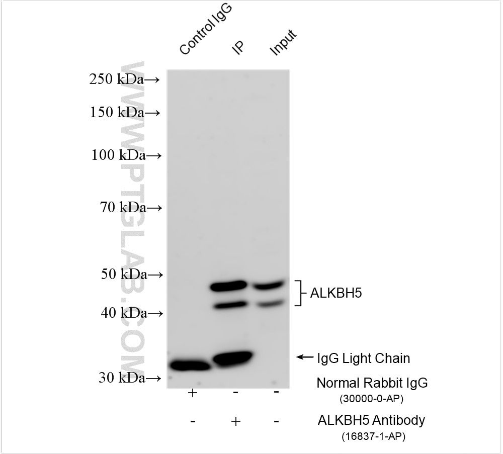 Immunoprecipitation (IP) experiment of HeLa cells using ALKBH5 Polyclonal antibody (16837-1-AP)