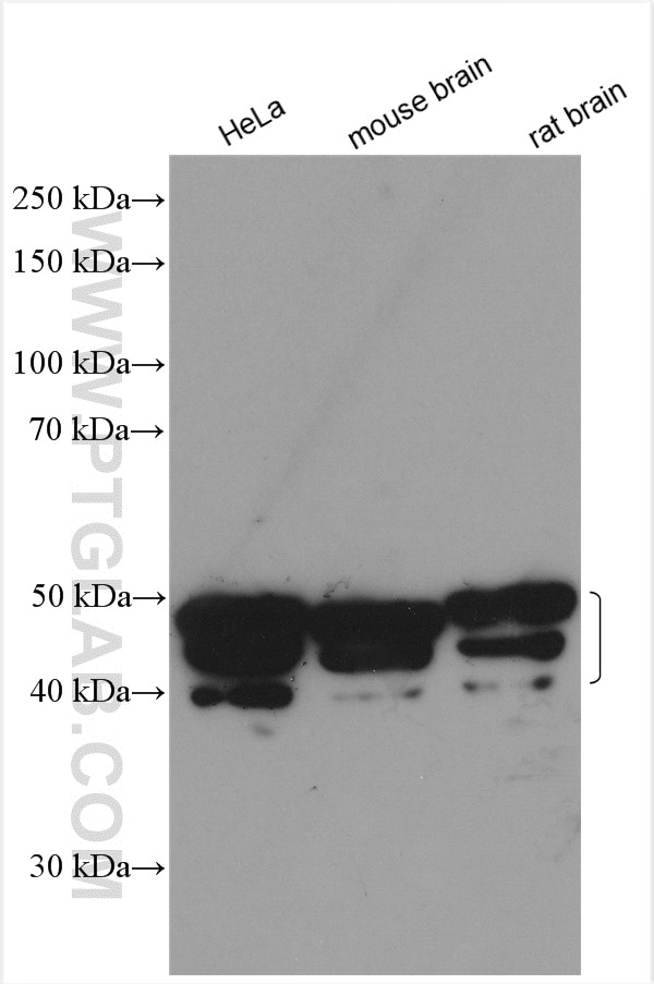 Western Blot (WB) analysis of various lysates using ALKBH5 Polyclonal antibody (16837-1-AP)