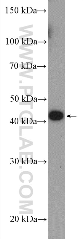 Western Blot (WB) analysis of HEK-293 cells using ALKBH5 Polyclonal antibody (16837-1-AP)