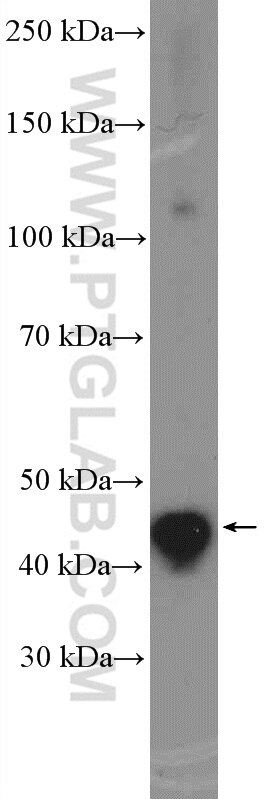 Western Blot (WB) analysis of HeLa cells using ALKBH5 Polyclonal antibody (16837-1-AP)