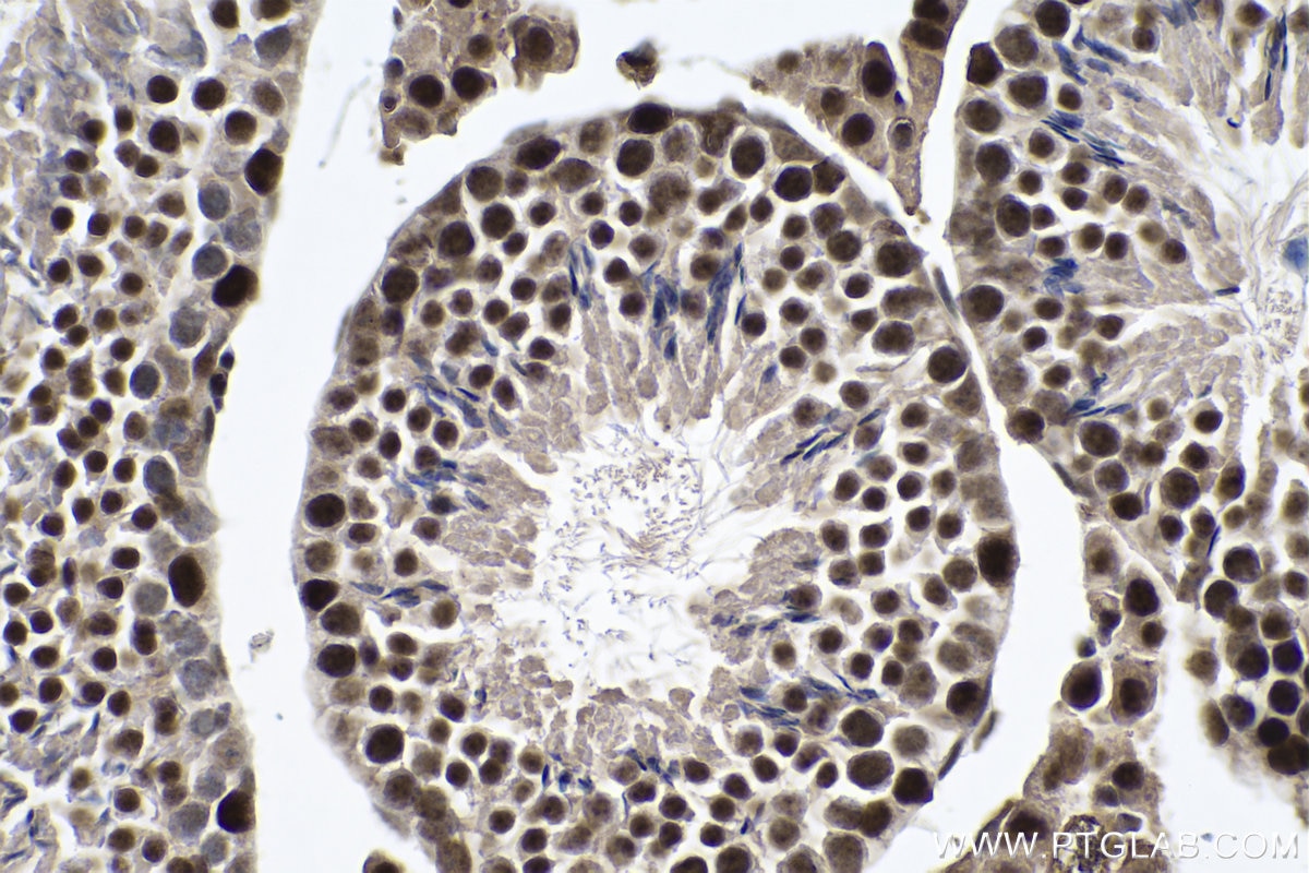 Immunohistochemistry (IHC) staining of mouse testis tissue using ALKBH5 Monoclonal antibody (67811-1-Ig)