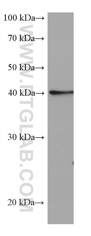 Western Blot (WB) analysis of HepG2 cells using ALKBH5 Monoclonal antibody (67811-1-Ig)