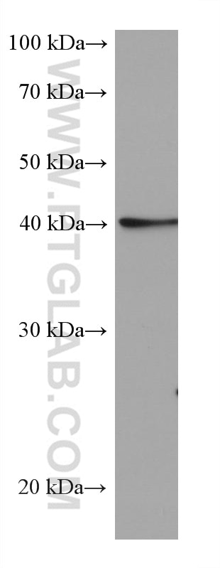 WB analysis of HepG2 using 67811-1-Ig