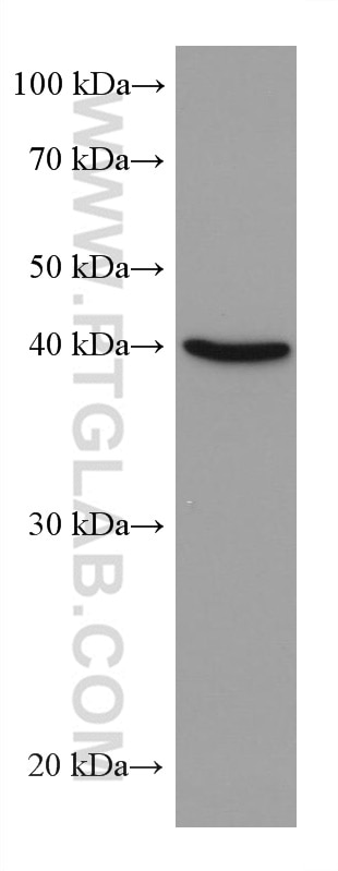 Western Blot (WB) analysis of K-562 cells using ALKBH5 Monoclonal antibody (67811-1-Ig)