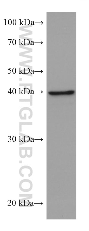 Western Blot (WB) analysis of HSC-T6 cells using ALKBH5 Monoclonal antibody (67811-1-Ig)