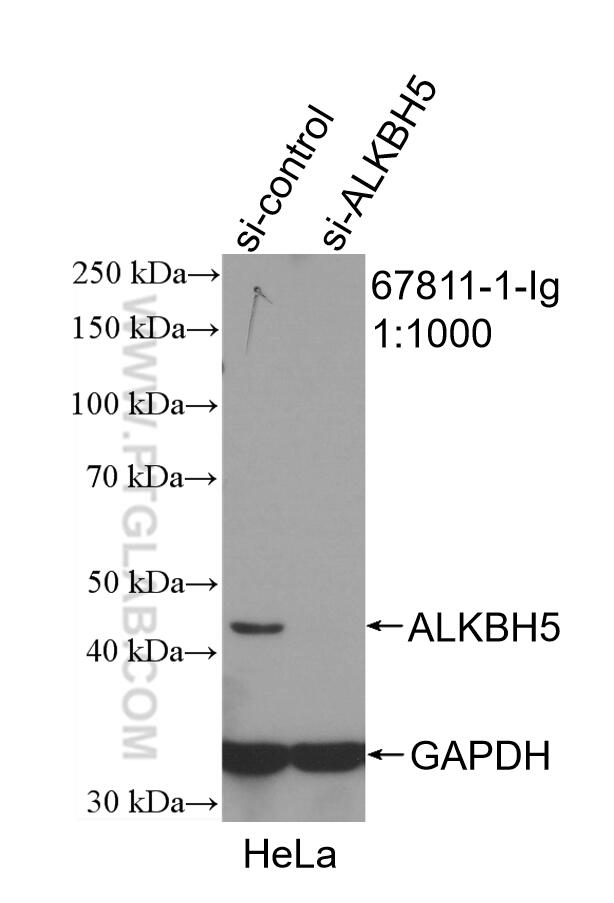 Western Blot (WB) analysis of HeLa cells using ALKBH5 Monoclonal antibody (67811-1-Ig)