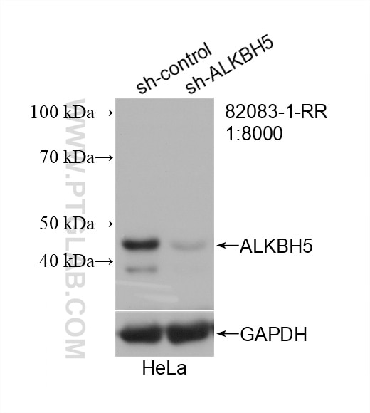 Western Blot (WB) analysis of HeLa cells using ALKBH5 Recombinant antibody (82083-1-RR)