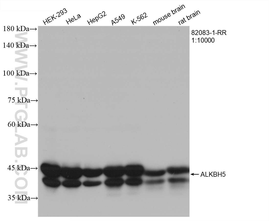 Western Blot (WB) analysis of various lysates using ALKBH5 Recombinant antibody (82083-1-RR)