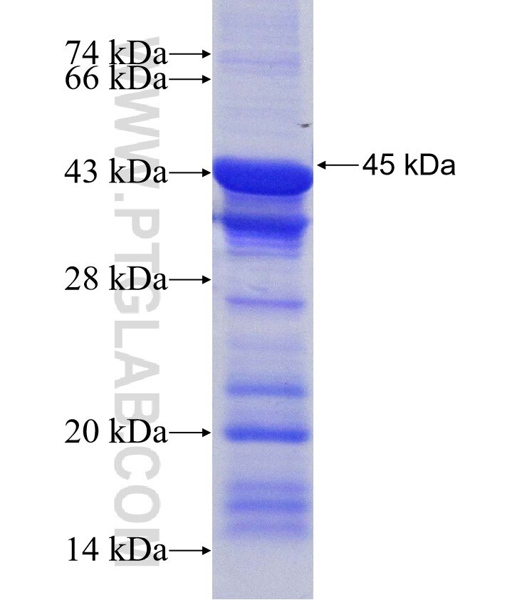 ALKBH5 fusion protein Ag10490 SDS-PAGE
