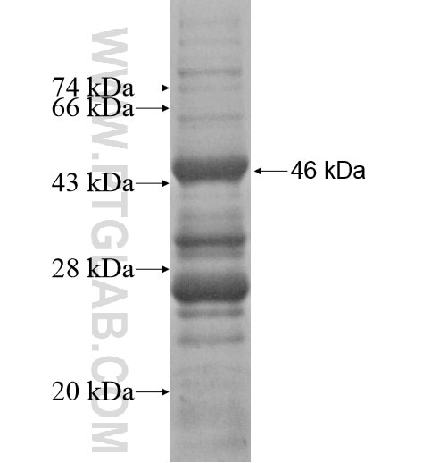 ALKBH6 fusion protein Ag15016 SDS-PAGE