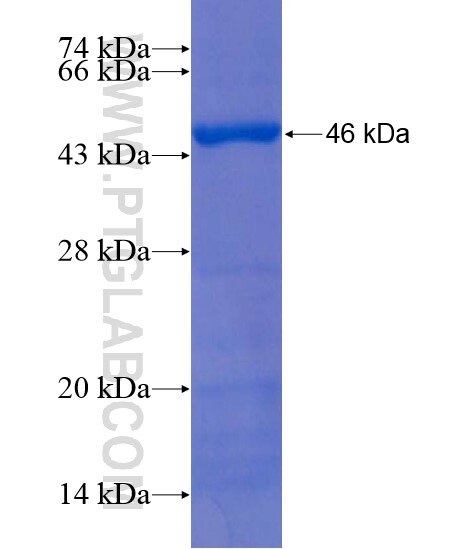 ALKBH8 fusion protein Ag22239 SDS-PAGE