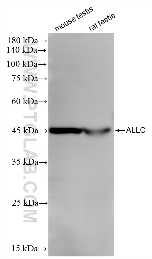 Western Blot (WB) analysis of various lysates using ALLC Recombinant monoclonal antibody (87443-1-RR)