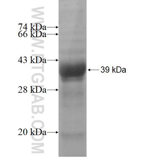 ALLC fusion protein Ag4288 SDS-PAGE