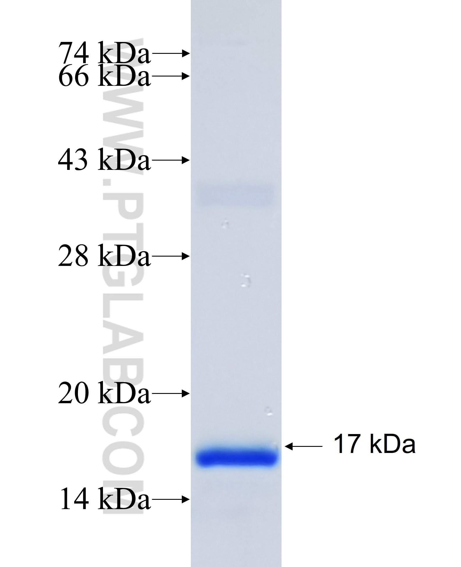 ALOX12 fusion protein Ag26648 SDS-PAGE