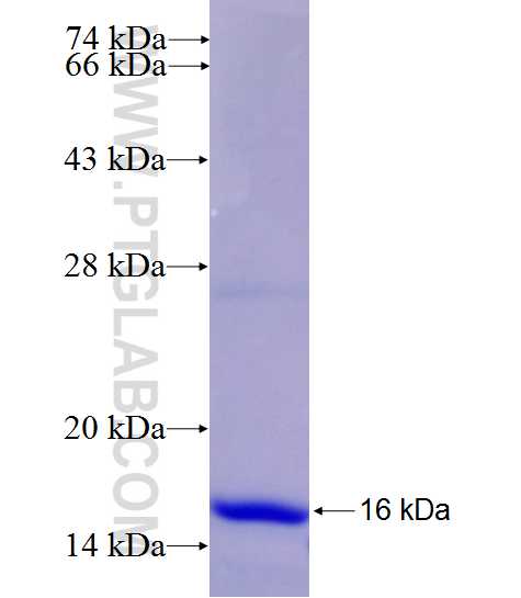 ALOX15 fusion protein Ag27340 SDS-PAGE