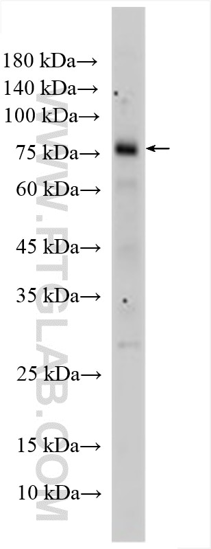 Western Blot (WB) analysis of K-562 cells using 5 Lipoxygenase Polyclonal antibody (10021-1-Ig)