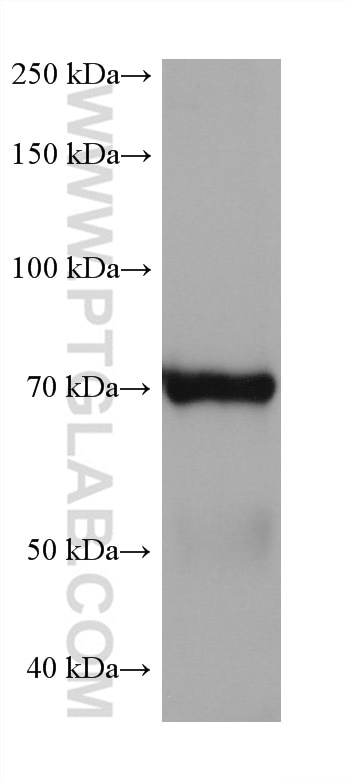 Western Blot (WB) analysis of pig spleen tissue using 5 Lipoxygenase Monoclonal antibody (66326-1-Ig)