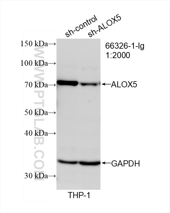 Western Blot (WB) analysis of THP-1 cells using 5 Lipoxygenase Monoclonal antibody (66326-1-Ig)