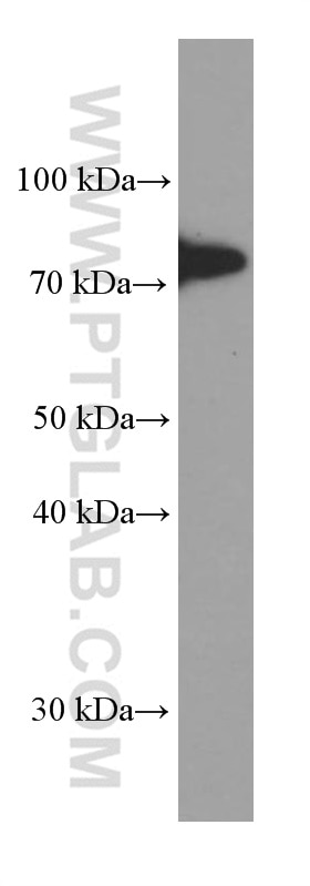 Western Blot (WB) analysis of pig spleen tissue using 5 Lipoxygenase Monoclonal antibody (66326-1-Ig)