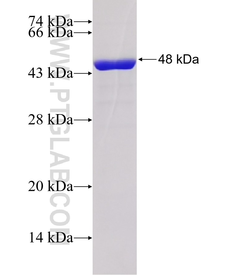 ALOX5 fusion protein Ag18168 SDS-PAGE