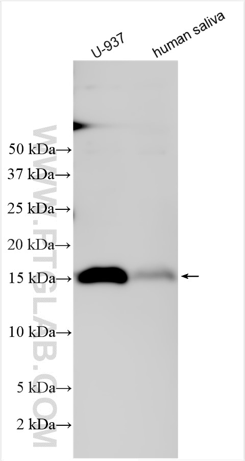 Western Blot (WB) analysis of various lysates using ALOX5AP Polyclonal antibody (12864-1-AP)