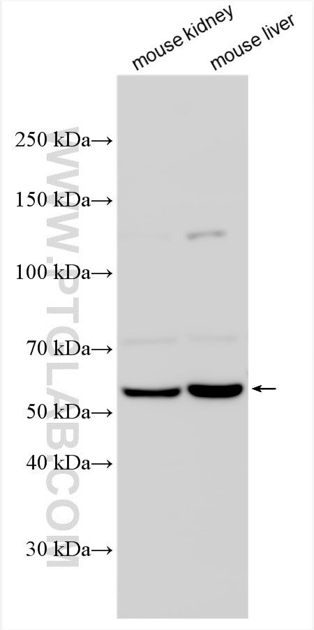 Western Blot (WB) analysis of various lysates using ALPI Polyclonal antibody (33485-1-AP)
