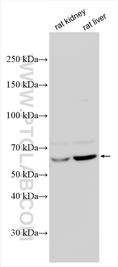 Western Blot (WB) analysis of various lysates using ALPI Polyclonal antibody (33485-1-AP)