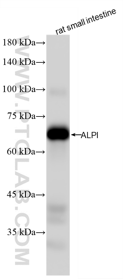 Western Blot (WB) analysis of rat small intestine tissue using ALPI Recombinant monoclonal antibody (86505-1-RR)