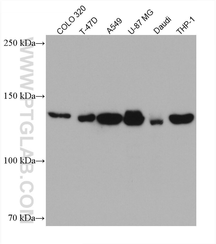 Western Blot (WB) analysis of various lysates using ALPK1 Monoclonal antibody (67689-1-Ig)