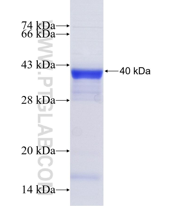 ALPL fusion protein Ag33678 SDS-PAGE