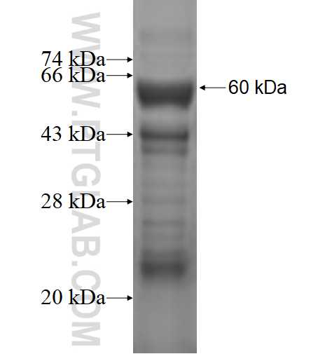 ALPL fusion protein Ag1664 SDS-PAGE