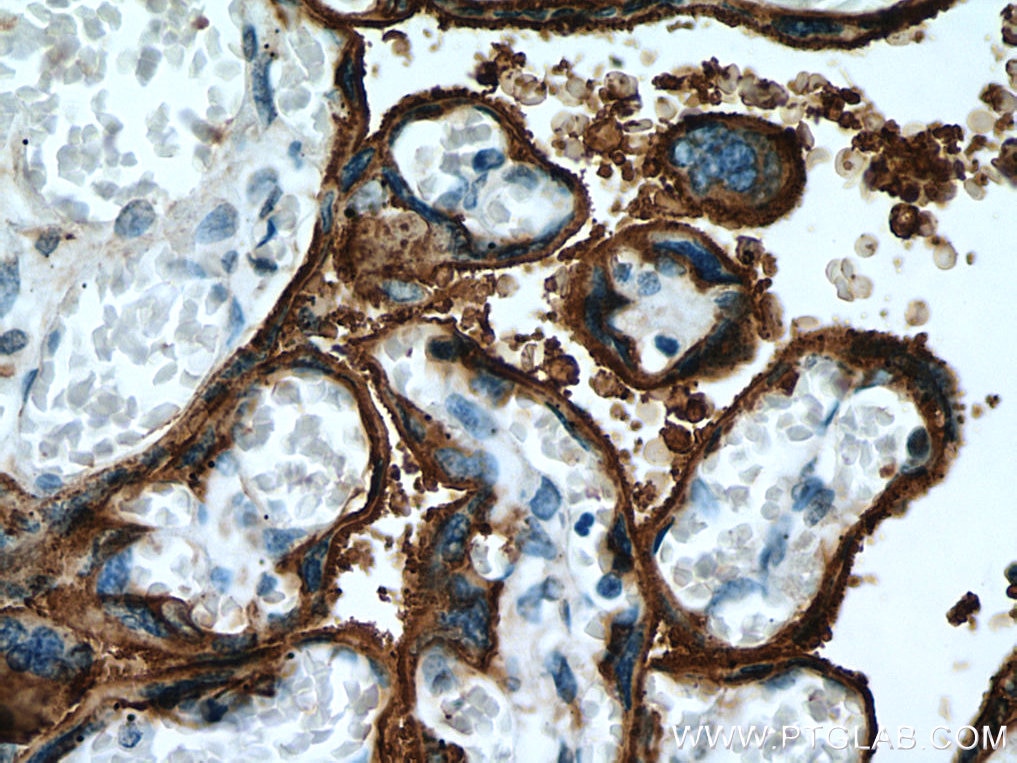 Immunohistochemistry (IHC) staining of human placenta tissue using PLAP Polyclonal antibody (18507-1-AP)