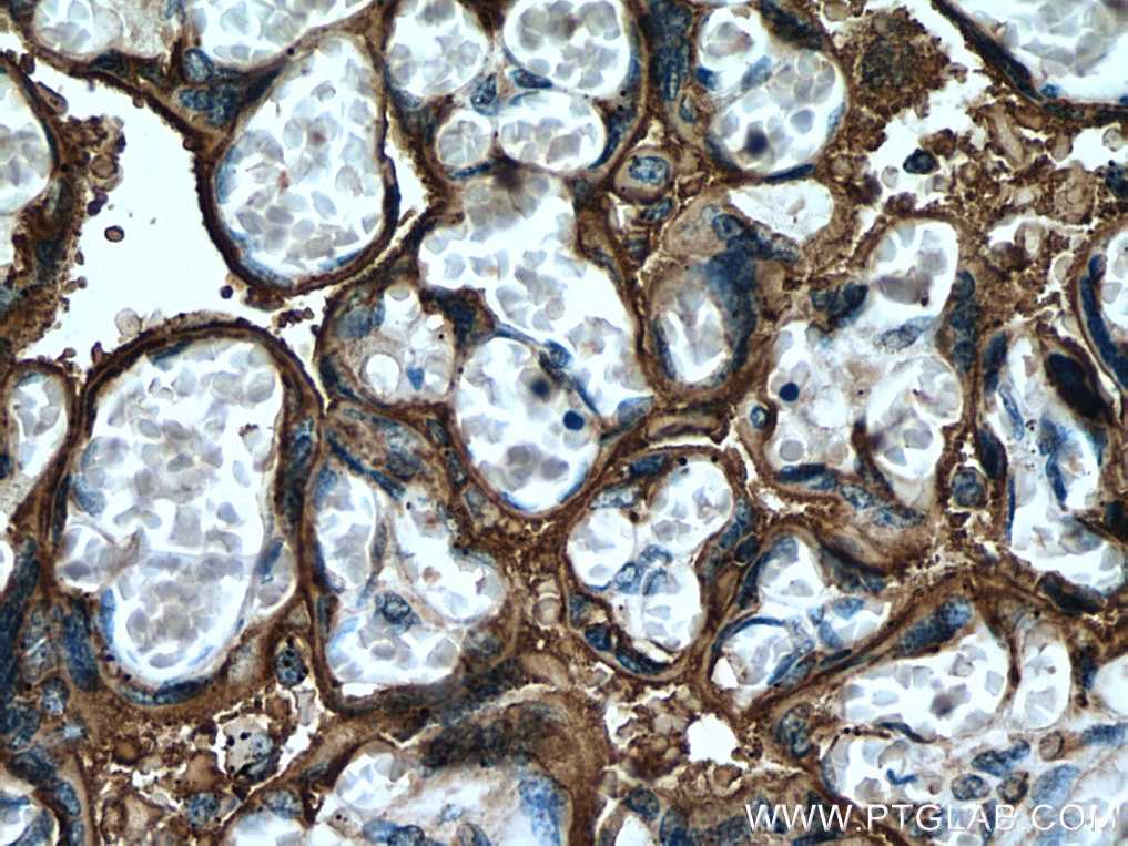 Immunohistochemistry (IHC) staining of human placenta tissue using PLAP Polyclonal antibody (18507-1-AP)