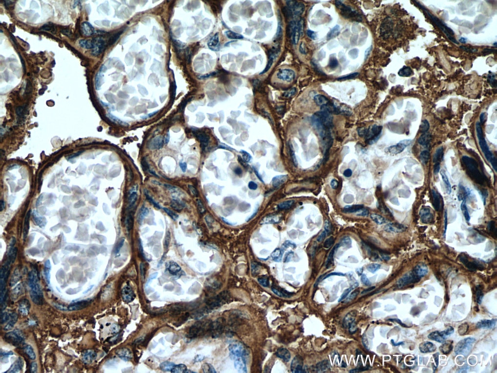 IHC staining of human placenta using 18507-1-AP